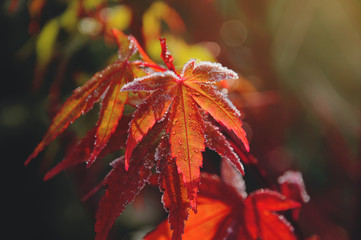 Winter Forst on beautiful autumn color leaves