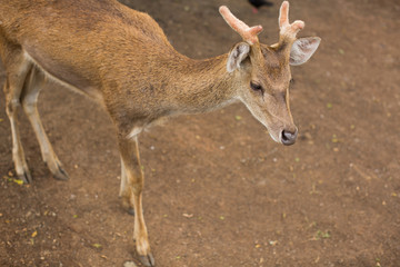 Young roe deer buck / capreolus capreolus / standing on the meadow and watching, blurred background, wildlife.