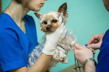 Vet catheter dog clinic