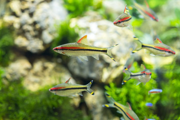 Multicolored aquarium fish. A clean and transparent aquarium with green vegetation