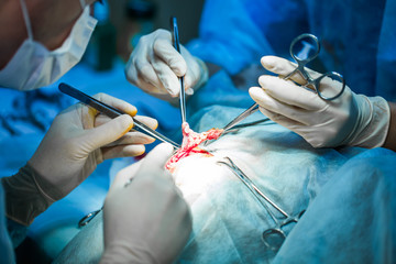 Vet doing the operation for sterilization. The cat on the operating table in a veterinary clinic. Cat in a veterinary surgery , the uterus and ovaries of a cat during surgery