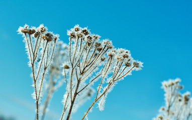 Crystal snow-flowers