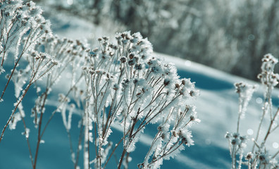 Crystal snow-flowers