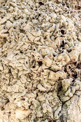 tree bark texture 