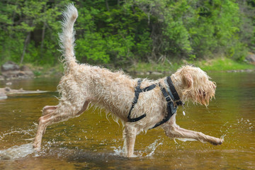 Young active white wire-haired spinone italiano breed dog runs in the water having fun splashing around the Ruostejärvi lake in Liesjarvi National park on a summer day in Southern Finland, Europe