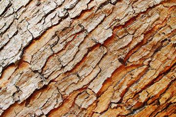  tree bark texture background isolate