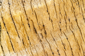 coconut tree bark texture background 