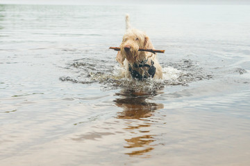 Young wet white wire-haired spinone italiano breed dog retrieves a stick from the Ruostejärvi lake in Liesjarvi National park on a summer day in Southern Finland, Europe