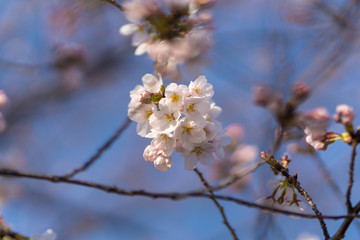 Beppu-numa park 2018 No.4