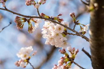 Beppu-numa park 2018 No.1