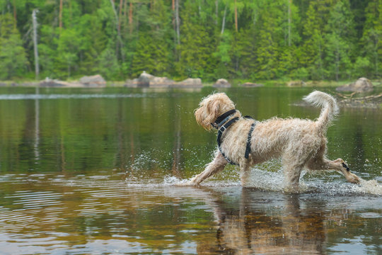 Young active white wire-haired spinone italiano breed dog runs in the water having fun splashing around the Ruostejärvi lake in Liesjarvi National park on a summer day in Southern Finland, Europe