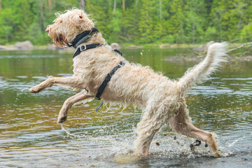 Young active white wire-haired spinone italiano breed dog runs in the water having fun splashing around the Ruostejärvi lake in Liesjarvi National park on a summer day in Southern Finland, Europe