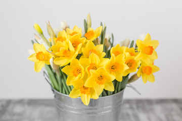 Narcissus of yellow color in metals vase. Floral natural backdrop. Shallow focus.