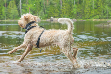 Young active white wire-haired spinone italiano breed dog runs in the water having fun splashing around the Ruostejärvi lake in Liesjarvi National park on a summer day in Southern Finland, Europe