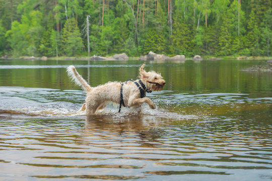 Young wet white wire-haired spinone italiano breed dog retrieves a stick from the Ruostejärvi lake in Liesjarvi National park on a summer day in Southern Finland, Europe
