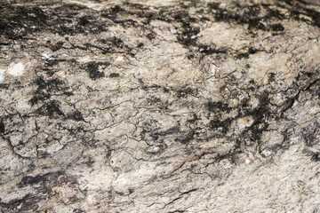 Tree bark texture background 