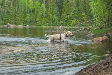Young wet white wire-haired spinone italiano breed dog retrieves a stick from the Ruostejärvi lake in Liesjarvi National park on a summer day in Southern Finland, Europe