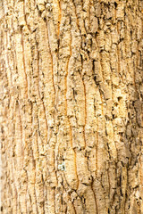 Tree bark texture background 