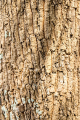 Tree bark texture background 