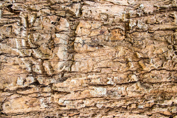 Tree bark texture background 