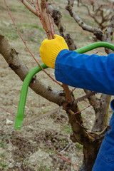 spring work in the garden, pruning trees