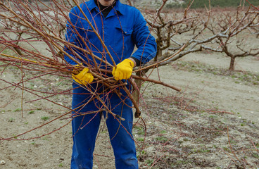 spring work in the garden, pruning trees