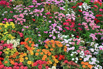 flower field of red and white tulips concept flower background