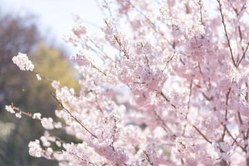 Obraz na płótnie Canvas Cherry blossom & sky