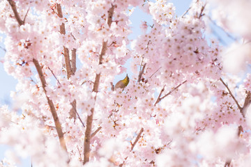 Cherry blossom & bird