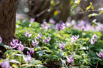 Dogtooth violet flower