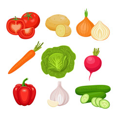  Set of fresh vegetables  isolated on white background. Tomato, potato, onion, carrot, cabbage, radish, pepper, garlic, cucumber. Vector colorful icons. 