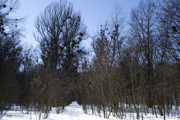 Winter forest landscape. Sunny weather.