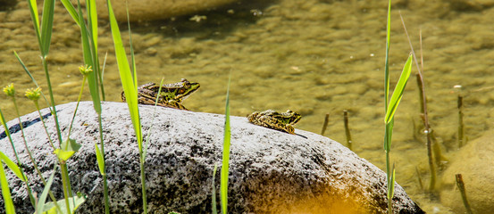Frösche sonnen sich am Teich