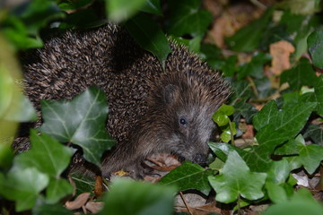 hedgehog