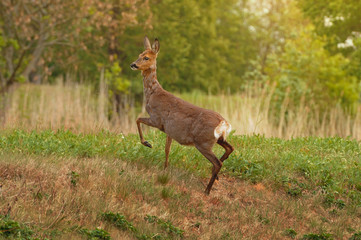 Roe deer on a  Meadow in summer