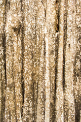 Fototapeta premium tree bark texture background 