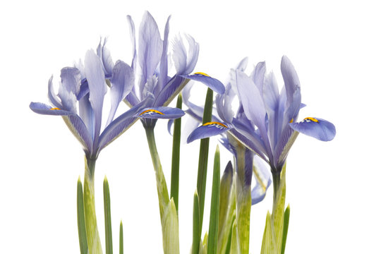 Spring irises of blue color isolated on white background.