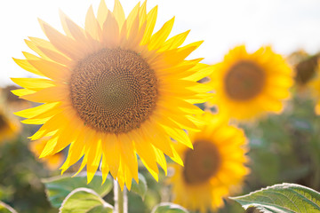 Fototapeta premium sunflowers in summer close-up in sunlight, field and agriculture. concept of harvest
