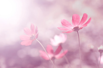 Summer floral pink background. Flowers in the sunlight,copy space. selective and soft focus. - obrazy, fototapety, plakaty