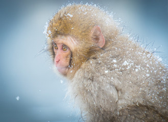 Snow monkey, Nagano, Japan.