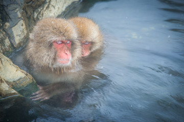 Fototapeta premium Snow monkey in a hot spring, Nagano, Japan.