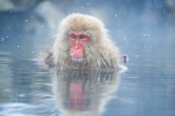 Fototapeta premium Snow monkey in a hot spring, Nagano, Japan.