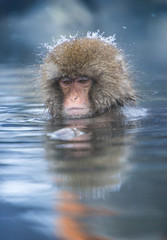 Obraz premium Snow monkey in a hot spring, Nagano, Japan.