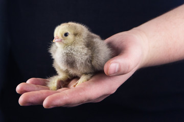 A gray newborn small chicken sits on a man's palm on a black background.