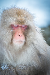Snow monkey, Nagano, Japan.