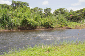 tree green nature in the river