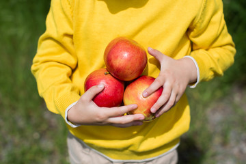 Cute little boy picking apples in a green grass background at sunny day. Healthy nutrition.