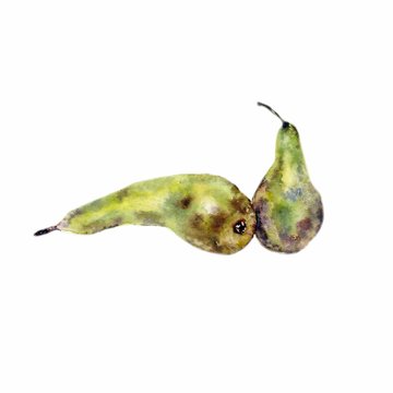 Pear on the white background. Watercolor illustration