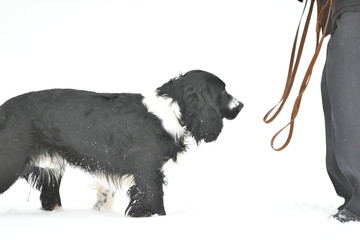 Russian Spaniel by progulue