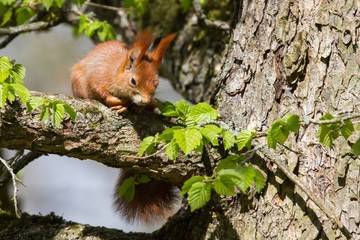 Eichhörnchen 4 © Karl-Heinz Schmidt